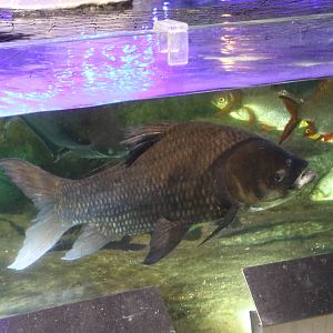 Siamese giant carp, February 2016