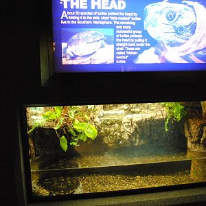 Matamata Exhibit (Main Gallery)