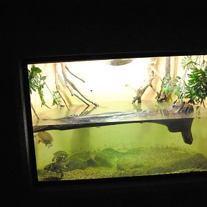 McCord's Snake-neck Turtles (Chelodina mccordi) Exhibit (Main Gallery)