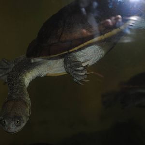 McCord's Snake-neck Turtle