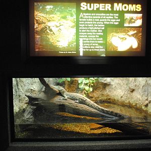 Saltwater Crocodile Exhibit (Main Gallery)
