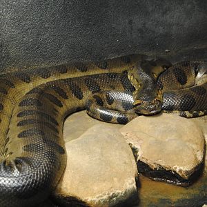 Green Anaconda