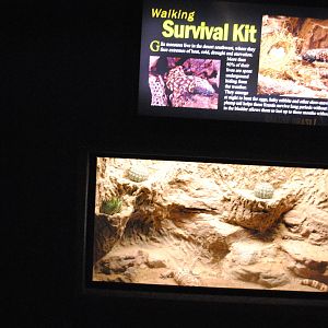 Gila Monsters Exhibit (Main Gallery)