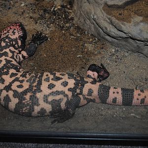 Gila Monster