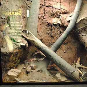 Frilled Dragons Exhibit (Main Gallery)