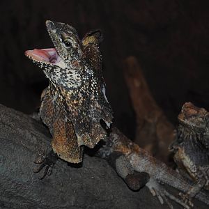 Frilled Dragon