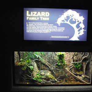 Veiled Chameleon Exhibit (Main Gallery)