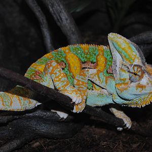 Veiled Chameleon