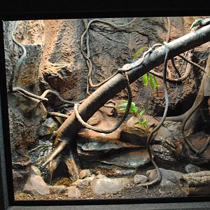 Emerald Tree Monitors Exhibit (Main Gallery)