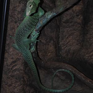 Emerald Tree Monitor