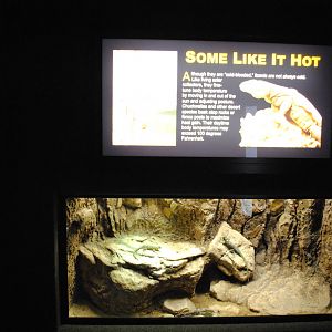 Crevice Spiny Lizards (Sceloporus ponsetti) Exhibit (Main Gallery)