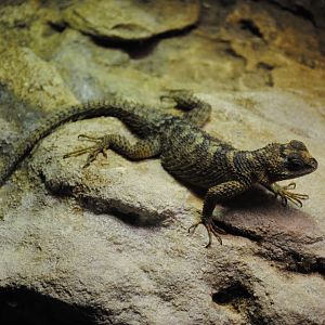 Crevice Spiny Lizard