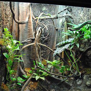 Rhinoceros Rat-Snake Exhibit (Main Gallery)