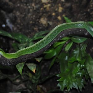 Rhinoceros Rat-Snake