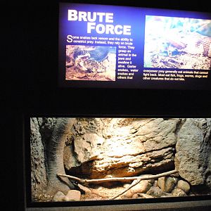 Red-sided Garter Snakes (Thamnophis sirtalis parietalis) Exhibit (Main Gall