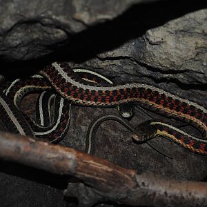 Red-sided Garter Snake
