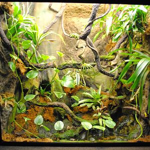 Eyelash Viper/Poison Dart Frogs Exhibit (Main Gallery)