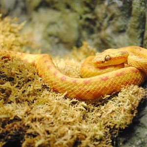 Eyelash Viper