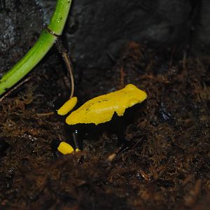 Poison Dart Frog