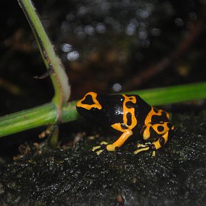 Poison Dart Frog