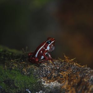 Poison Dart Frog