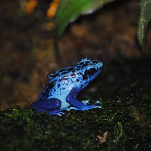 Poison Dart Frog