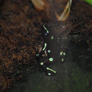 Poison Dart Frog
