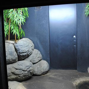 King Cobra Exhibit (Main Gallery)