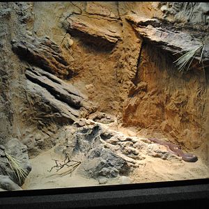 Red Spitting Cobra Exhibit (Main Gallery)