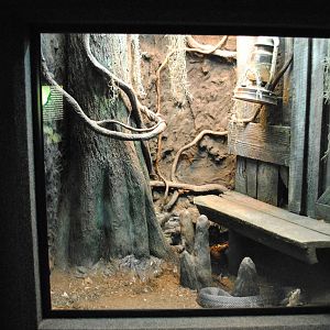 Cottonmouth and Rat-Snake (Elaphe obsoleta) Exhibit (Main Gallery)