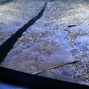 Japanese angelshark, February 2016