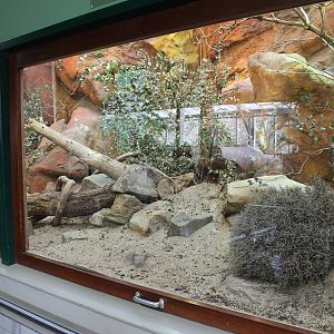 Enclosure Frill-necked lizard