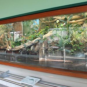 Enclosure Sail-finned lizard and Painted terrapin