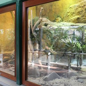 Enclosure Pancake tortoise, Common agame and Plated lizard