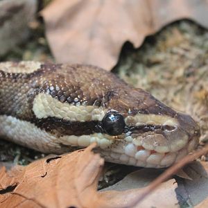 Ball python