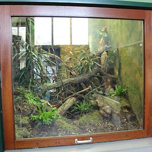 Enclosure Fiji banded iguana