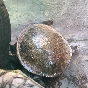 McCord's snake-necked turtle