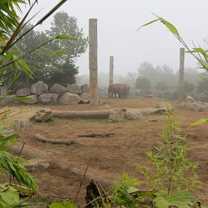 Asian Elephant Enclosure 031015