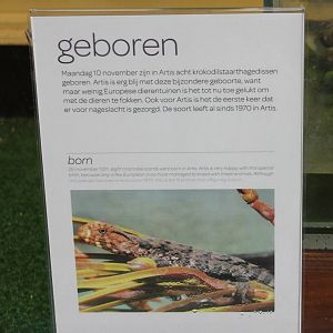 Birth-sign Chinese crocodile lizards