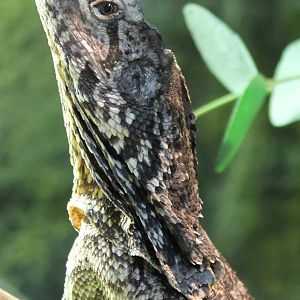 Frill-necked lizard