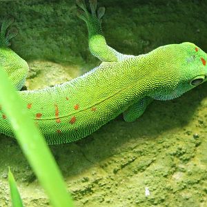 Greater Madagascar gecko