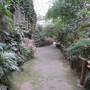 Elephants of the Asian Forest Indoors 031015