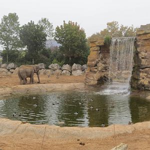 Asian Elephant Enclosure 031015