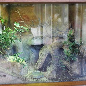 Enclosure Emerald lacerta