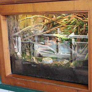 A second Fiji banded iguana enclosure