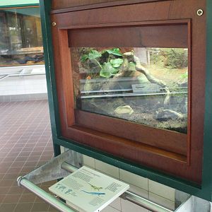Enclosure William's electric blue gecko