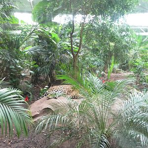 Jaguar enclosure 031015