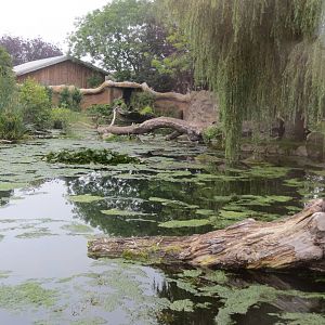 Giant Otter enclosure 031015