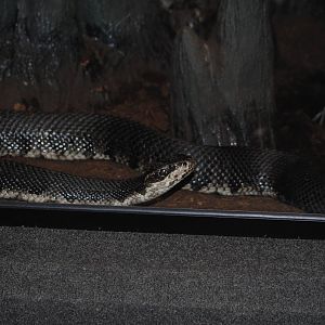 Cottonmouth