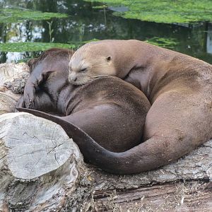 Giant Otters 031015